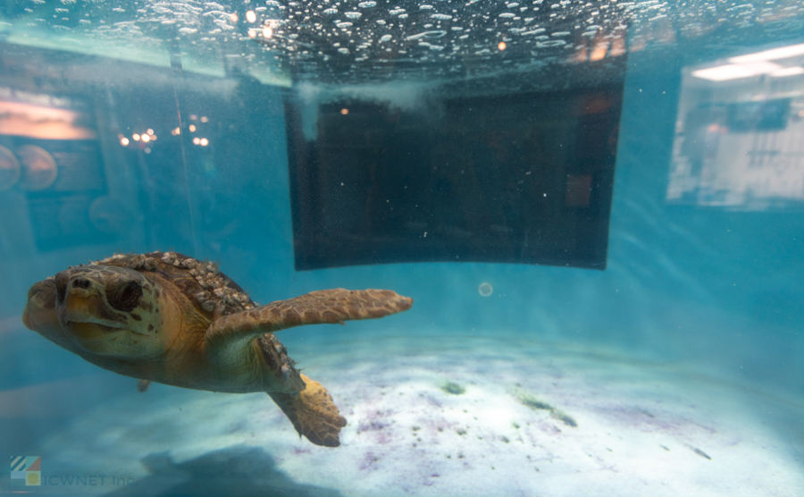 Venus Flytrap  Learn With the South Carolina Aquarium