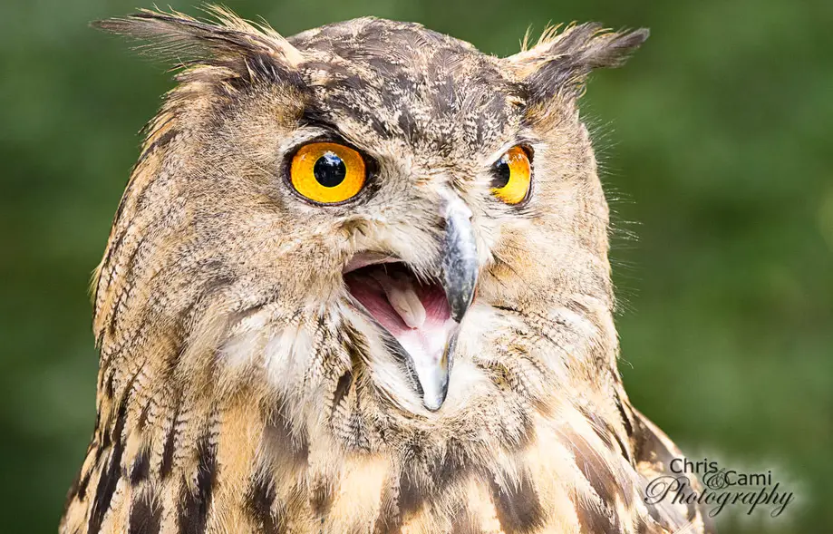 Birds of Prey Photography Day