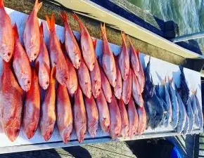 Half Day Offshore Grocery Store