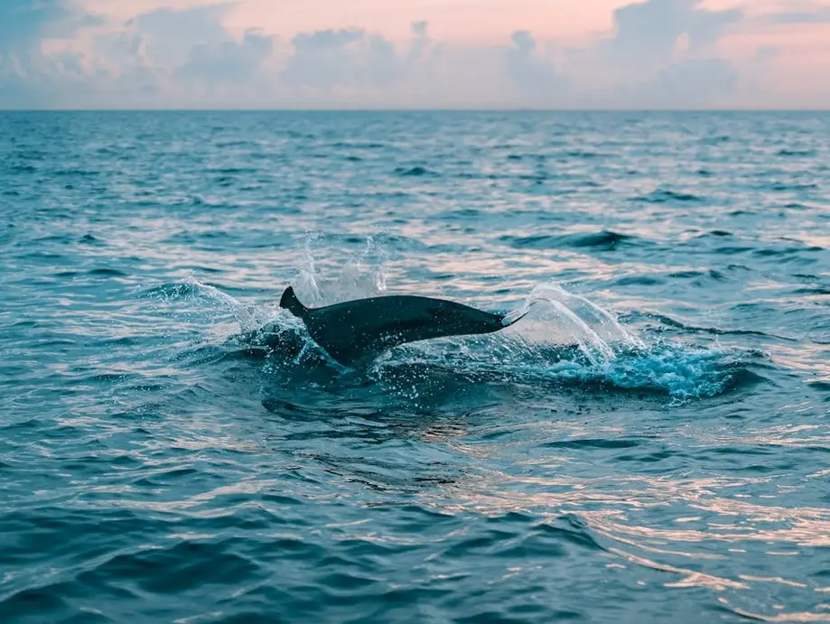 Eco-tour/Dolphin Sighting